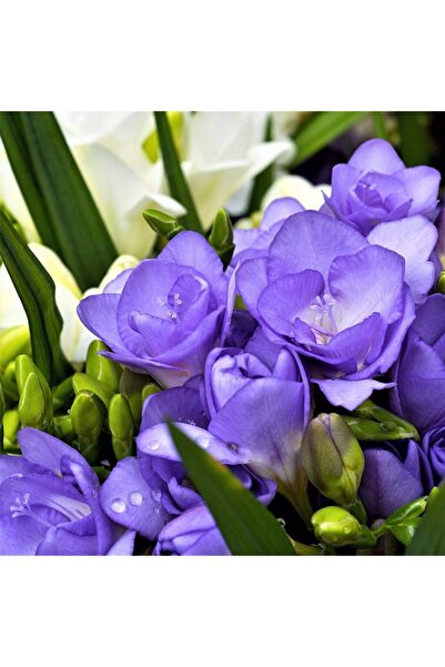 LOBELYA TOHUMCULUK 4 Adet Mavi Renkli Frezya Çiçeği Soğanı Kokulu