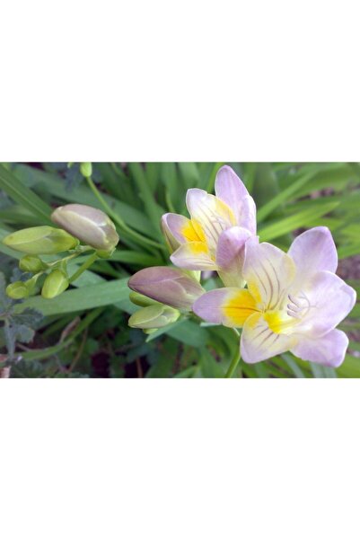 LOBELYA TOHUMCULUK 4 Adet Lila-sarı Renkli Frezya Çiçeği Soğanı Kokulu