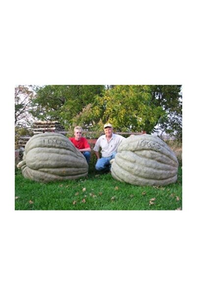 Tohum Dünyam Amerikan Dev Kabak / 10 Tohum