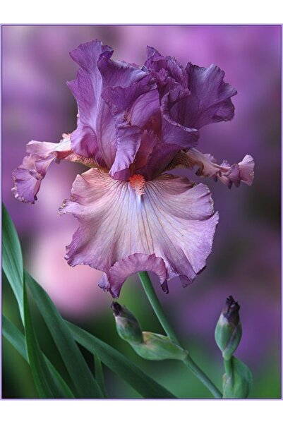 LOBELYA TOHUMCULUK 2 Adet Mor Renkli Süsen Çiçeği Soğanı Kokulu