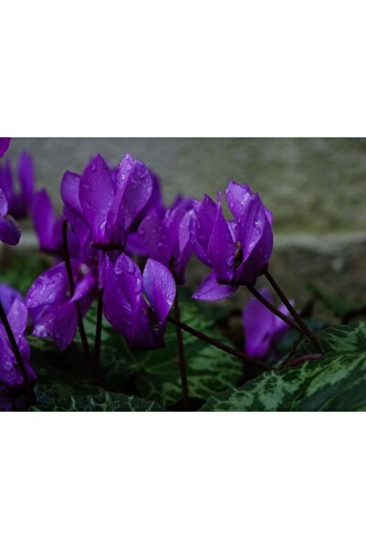 LOBELYA TOHUMCULUK 3 Adet Koyu Mor Renkli Sıklamen Çiçeği Soğanı
