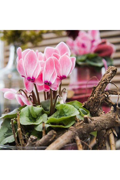 LOBELYA TOHUMCULUK 3 Adet Soft Renkli Tavşan Kulağı Sıklamen Çiçeği Soğanı