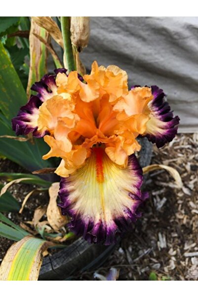 LOBELYA TOHUMCULUK 2 Adet Mor Kenarlı Turuncu Göbekli Fırfırlı Süsen Çiçeği S...