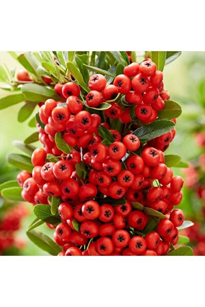 fide marketim Tüplü Bodur Ateş Dikeni Fidanı Bonsaiye Uygun