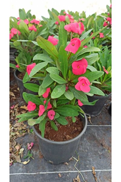 Genel Markalar İthal Büyük pembe dikenler tacı