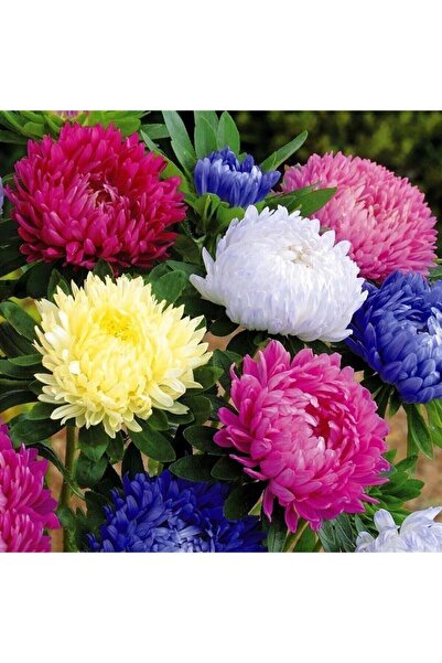 Tohum Dünyam Aster Papatyası (ponpon Papatya) Tohumu 10 12 Adet