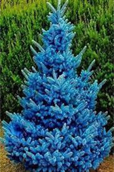 Alanyatropikal Mavi Ladin Fidanı 5 Adet - 1 Metre Boyunda
