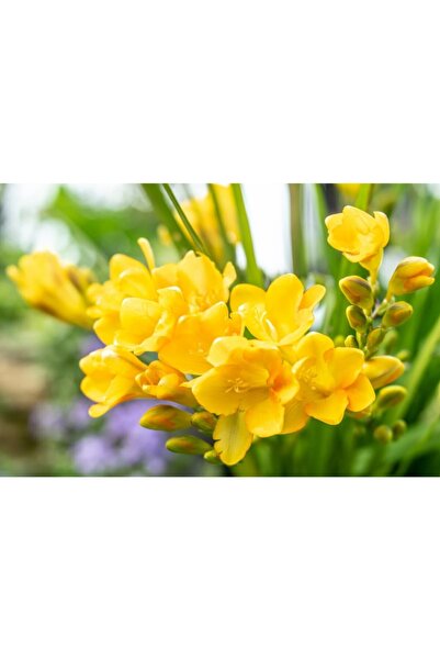 LOBELYA TOHUMCULUK 4 Adet Sarı Renkli Frezya Çiçeği Soğanı Kokulu