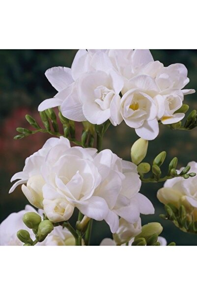 LOBELYA TOHUMCULUK 4 Adet Inci Beyaz Renkli Katmerli Frezya Çiçeği Soğanı Kokulu