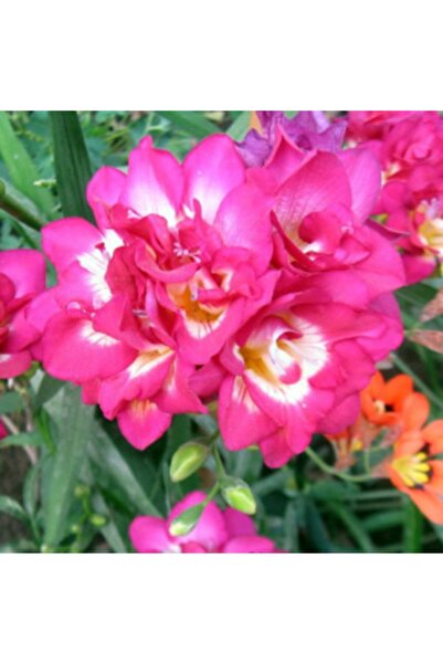 LOBELYA TOHUMCULUK 4 Adet Double Katmerli Pembe beyaz Renkli Frezya Çiçeği So...