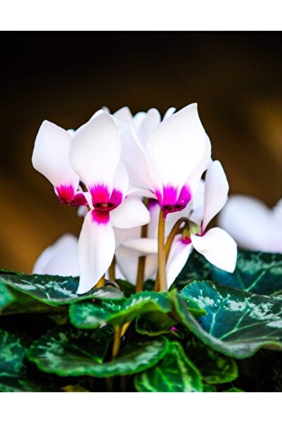 LOBELYA TOHUMCULUK 3 Adet Koyu Deep Sıklamen Çiçeği Soğanı