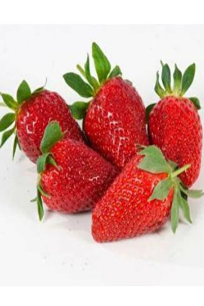 Genel Markalar 50 Adet Camarosa Açık Köklü Frigo Taze Yediveren Çilek Fidanı ...