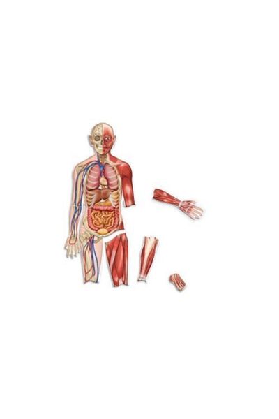 Learning Resources Double Sided Magnetic Human Body