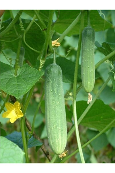 Karahasanoğlu Tarım Yerli Dikenli Köy Salatalık Tohumu - 10 Gr (ort 300 Ad To...