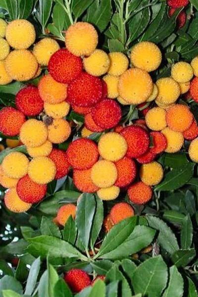 KöyMarket Kocayemiş ( Dağ Çileği ) Fidanı Saksılı 20 - 30 Cm