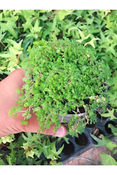 Tunç Botanik ARAP SAÇI 10 ADET - Helxine Soleirolii - TERARYUM BİTKİSİ