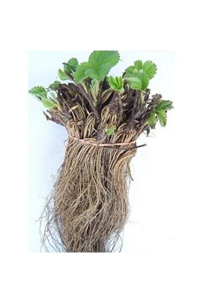 Ucuzluk Diyarı 15 Adet Aromas Çilek Fidesi Taze Söküm Ve Açık Köktür Garantil...