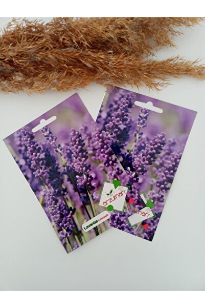 Asenya Lavanta Tohumu 2 Paket (200 Adet Tohum) Lavanta Çiçeği Tohumu Kokulu L...