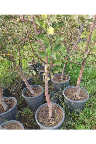 damla su çiçek Bodur Elma