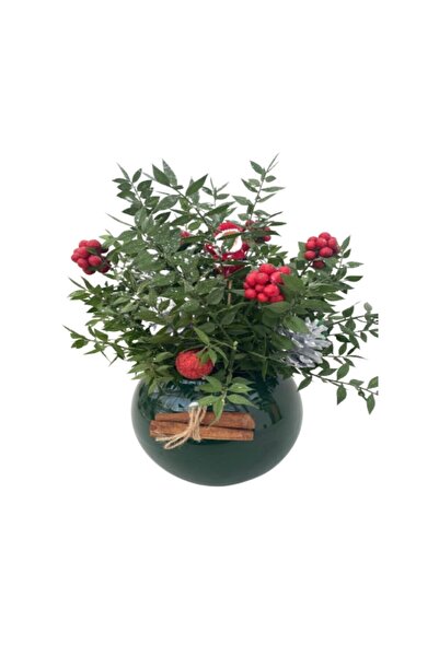 fidanova Kokina Yılbaşı Şans Çiçeği