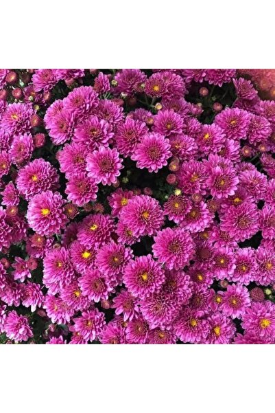 Boothas Kasımpatı Çiçeği Tohumu 15 Adet + Saksı + Torf - Set