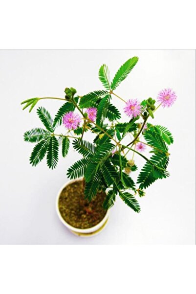 Boothas Küstüm Çiçeği Tohumu 15 Adet + Saksı + Torf- Set