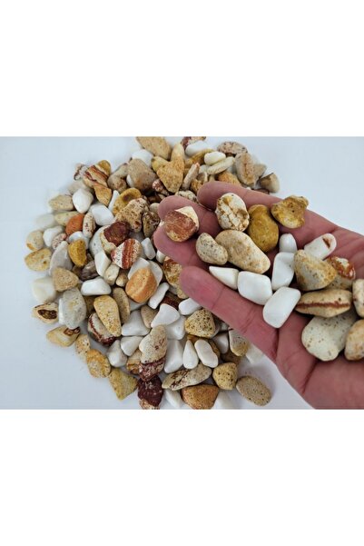 Asenya Renkli Çakıl Taşı 1 Kg 1-2 Cm Saksı Dibi Teraryum Saksı Süs Vazo Dibi Dekoratif Dolomit Taş