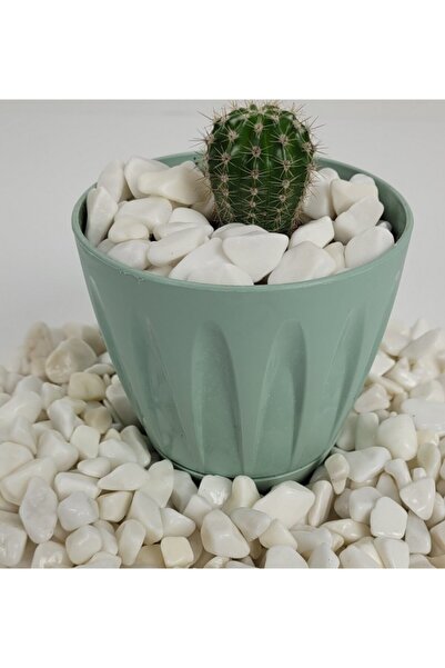 Asenya Beyaz Çakıl Taşı 1 Kg 1-2 Cm Saksı Dibi Teraryum Saksı Süs Vazo Dibi Dekoratif Dolomit Taş