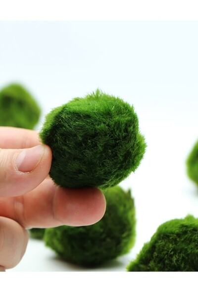 Derindere Aquatics Moss Ball Akvaryum Yosun Topu- Marimo Şans Topu 2 Cm