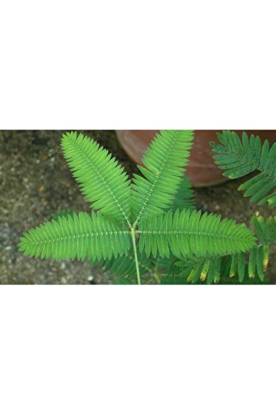 Boothas Küstüm Çiçeği Tohumu 15 Adet + Saksı + Torf- Set