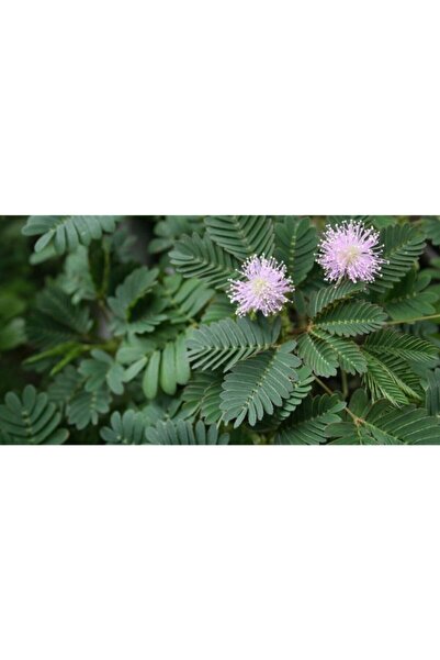 Boothas Küstüm Çiçeği Tohumu 15 Adet + Saksı + Torf- Set