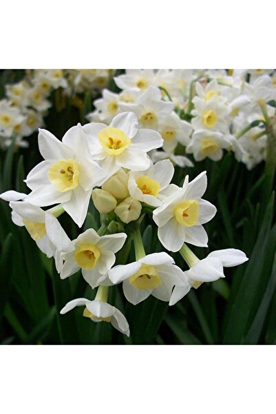 Genel Markalar Nergiz Tohumu 5 Adet Tohum Nergis Çiçeği Tohumu Çiçek Tohumu