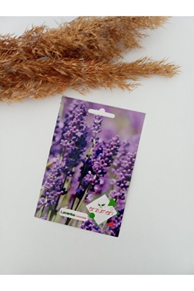 Asenya Lavanta Tohumu 1 Paket 100 Adet Lavanta Çiçeği Tohumu Kokulu Lavanta T...