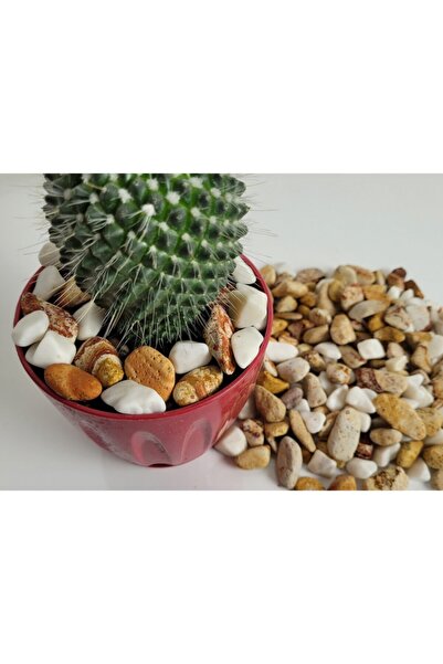 Asenya Renkli Çakıl Taşı 2 Kg 1-2 Cm Saksı Dibi Teraryum Saksı Süs Vazo Dibi Dekoratif Dolomit Taş
