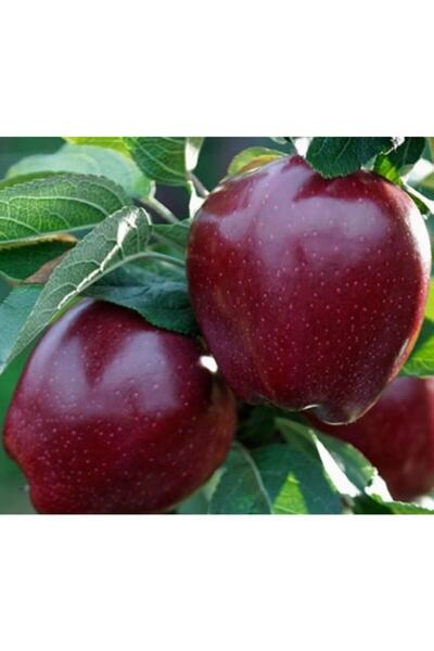 elma Fmb Güvenilir Gıda