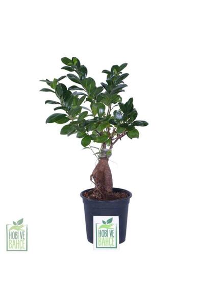 HOBİ VE BAHÇE Ginseng Bonsai, Büyük Yaş - Ficus Microcarpa - Bitki Boyu 40-60 Cm