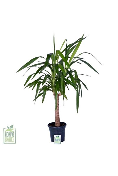 HOBİ VE BAHÇE Avize Çiçeği Tek Gövdeli - Yucca Elephantipes - Bitki Boyu 100-120