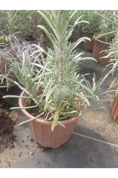 Genel Markalar Lavanta Fidanı ( Kokulu ) ( Tüplü Veya Saksılı )lavanta Fidanı