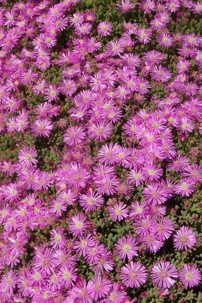 Online Botanik Acem Halısı (45li Viyol)