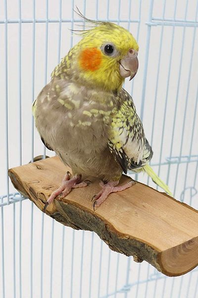 Alyones Budgies Etc. Natural Wooden Bird Perch