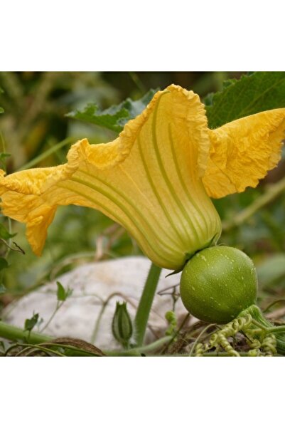 tohumbaba Kabak Tohumu Topak Kabak Pakette 10 Adet Tohum