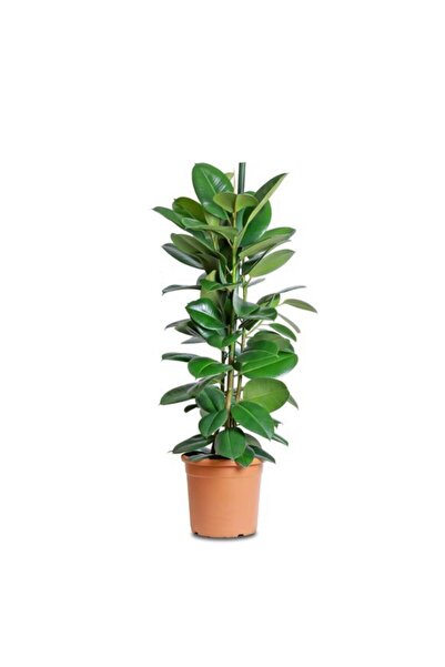 Kauçuk Çiçeği 2'li 80cm Salon Ev Ofis Çiçeği Iki Gövdeli Iç Mekan Bitkisi Ev Bitkisi