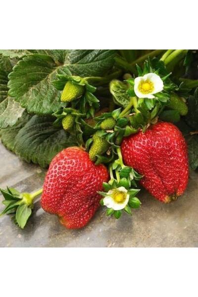 ÇİÇEKLİFE 80 Adet Sweet Charlie Çilek Fidanı Açık Kök Ve Taze Söküm