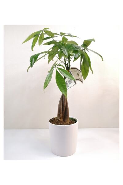 RosettaBitki Para Ağacı Seramik Saksılı Pachira