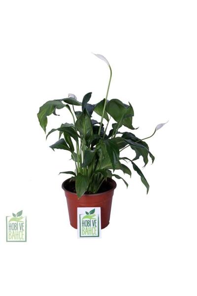 Genel Markalar Barış Çiçeği – Spathiphyllum Wallisii - 30-40 Cm Bitki Boyu