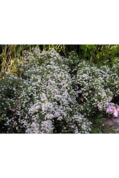 GARDENYA TOHUMCULUK 15 Adet White Star Bahar Yıldız Çiçek Tohumu