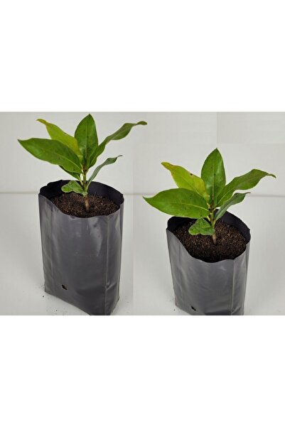 Asenya Fide Poşeti 9x15 Cm 40 Adet Fide Torbası Fidan Poşeti Fidan Torbası Bi...