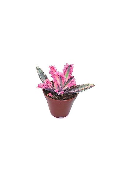 Fintarla Aşkın Gözyaşı Pembe Nadir Tür