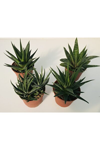 EGZOTİKBAHÇE Haworthia Set 4’lü Büyük Boy 8,5cm Saksıda
