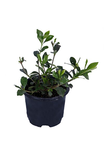 Genel Markalar Gardenya Çiçeği-gardenia Jasminoides- Köklü,kendi Bitkini Yeti...